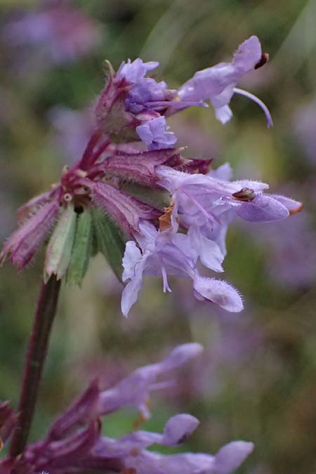 Salvia verticillata \ Quirl-Salbei / Whorled Sage, GR Peloponnes, Taygetos, Neochori 26.5.2024