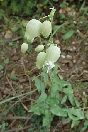Silene vulgaris subsp. vulgaris \ Gewhnliches Leimkraut, Taubenkropf-Leimkraut / Bladder Campion, GR Peloponnes, Taygetos 27.5.2024
