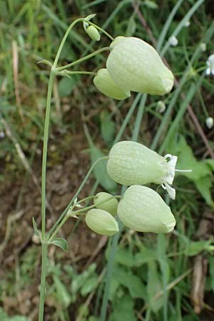 Silene vulgaris subsp. vulgaris \ Gewhnliches Leimkraut, Taubenkropf-Leimkraut / Bladder Campion, GR Peloponnes, Taygetos 27.5.2024