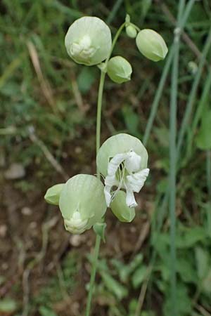 Silene vulgaris subsp. vulgaris \ Gewhnliches Leimkraut, Taubenkropf-Leimkraut / Bladder Campion, GR Peloponnes, Taygetos 27.5.2024