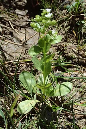 Samolus valerandi \ Salzbunge / Brookweed, GR Peloponnes, Taygetos, Viros - Schlucht / Gorge 31.5.2024