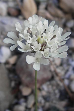 Scabiosa webbiana \ Webbs Skabiose / Webb's Scabious, GR Parnitha 1.9.2014