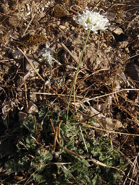Scabiosa webbiana \ Webbs Skabiose / Webb's Scabious, GR Parnitha 1.9.2014