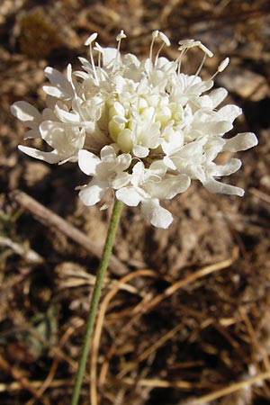 Scabiosa webbiana \ Webbs Skabiose / Webb's Scabious, GR Parnitha 1.9.2014