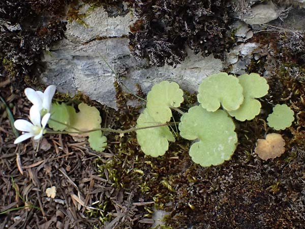 Saxifraga rotundifolia \ Rundblttriger Steinbrech / Round-Leaved Saxifrage, GR Peloponnes, Mt. Kyllini, Ziria 21.5.2024