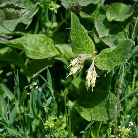 Symphytum bulbosum \ Knollen-Beinwell, Kleinbltiger Beinwell / Bulbous Comfrey, GR Peloponnes, Kyllini-Massiv / Peloponnese, Mount Kyllini 12.5.2014 (Photo: Gisela Nikolopoulou)