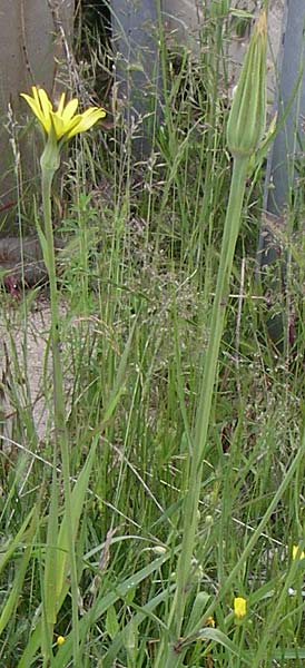 Tragopogon spec1 ? \ Bocksbart, GR Dodoni 14.5.2008