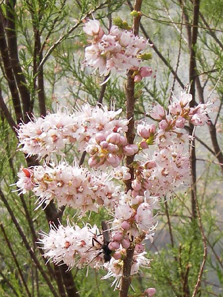 Tamarix smyrnensis \ Smyrna-Tamariske / Smyrna Tamarisk, GR Peloponnes, Strofylia-Wald bei Metochi-Kalogria / Peloponnese, Strofylia Forest near Metochi-Kalogria 27.3.2013