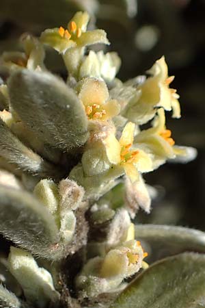 Thymelaea tartonraira \ Silberwei&szlig;e Spatzenzunge / Tartonraire, GR Parnitha 22.3.2019