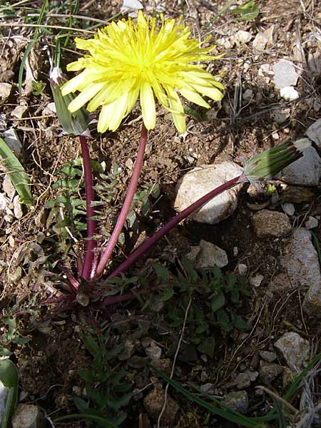 Taraxacum sect. Hamata ? \ Haken-L�wenzahn / Hamate Dandelion, GR Timfi 17.5.2008
