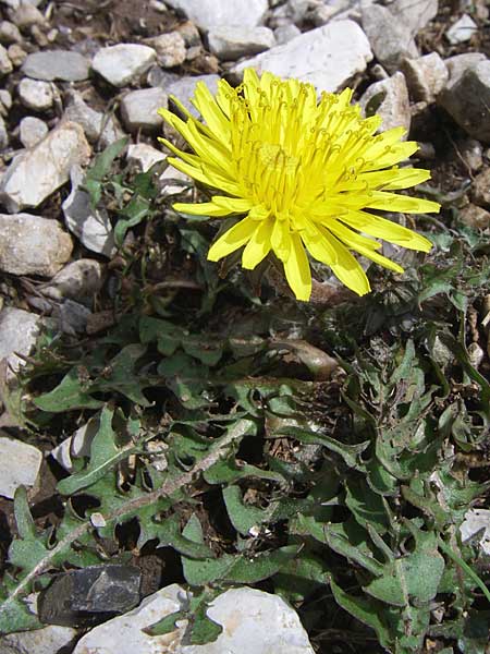 Taraxacum sect. Hamata ? \ Haken-L�wenzahn / Hamate Dandelion, GR Timfi 17.5.2008
