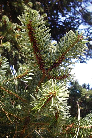 Abies cephalonica \ Griechische Tanne / Grecian Fir, GR Parnitha 1.9.2014