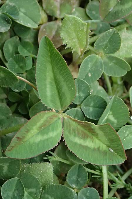 Trifolium heldreichianum \ Heldreichs Klee, GR Peloponnes, Mt. Kyllini, Ziria 21.5.2024