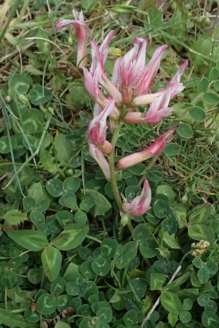 Trifolium heldreichianum \ Heldreichs Klee, GR Peloponnes, Mt. Kyllini, Ziria 21.5.2024