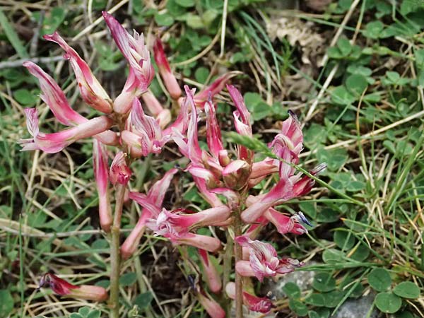 Trifolium heldreichianum \ Heldreichs Klee, GR Peloponnes, Mt. Kyllini, Ziria 21.5.2024
