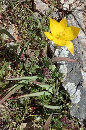 Tulipa sylvestris subsp. australis \ S&uuml;dliche Wild-Tulpe / Wild Tulip, GR Hymettos 20.4.2026