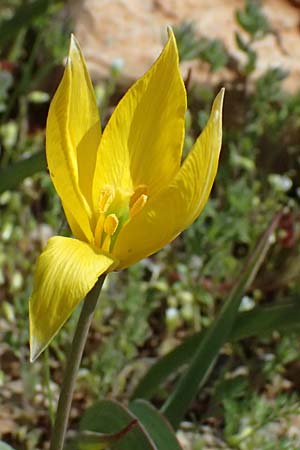 Tulipa sylvestris subsp. australis \ S&uuml;dliche Wild-Tulpe / Wild Tulip, GR Hymettos 20.4.2026