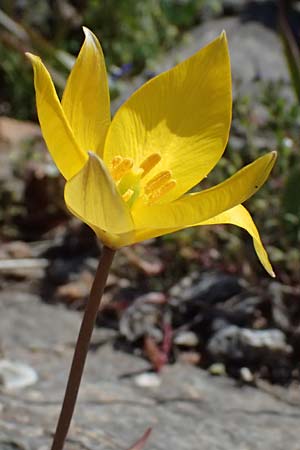 Tulipa sylvestris subsp. australis \ S&uuml;dliche Wild-Tulpe / Wild Tulip, GR Hymettos 20.4.2026