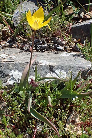 Tulipa sylvestris subsp. australis \ S&uuml;dliche Wild-Tulpe / Wild Tulip, GR Hymettos 20.4.2026