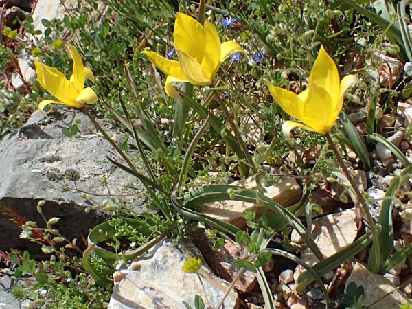 Tulipa sylvestris subsp. australis \ S&uuml;dliche Wild-Tulpe / Wild Tulip, GR Hymettos 20.4.2026