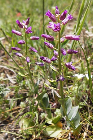 Thlaspi bulbosum \ Knolliges T&auml;schelkraut / Bulbous Penny-Cress, GR Parnitha 3.4.2013