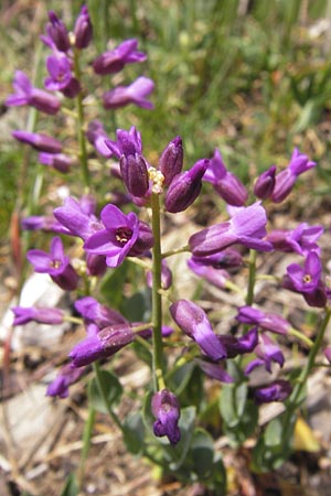 Thlaspi bulbosum \ Knolliges T&auml;schelkraut / Bulbous Penny-Cress, GR Parnitha 3.4.2013
