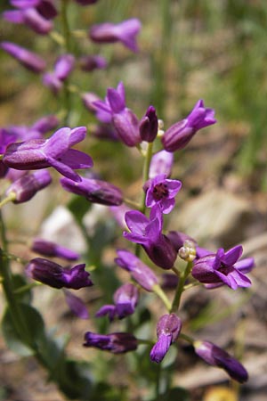 Thlaspi bulbosum \ Knolliges T&auml;schelkraut / Bulbous Penny-Cress, GR Parnitha 3.4.2013