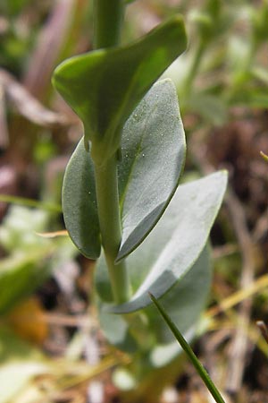 Thlaspi bulbosum \ Knolliges T&auml;schelkraut / Bulbous Penny-Cress, GR Parnitha 3.4.2013