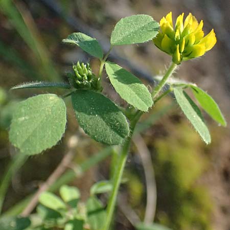 Trifolium boissieri \ Boissiers Klee / Boissier's Clover, GR Hymettos 20.4.2026