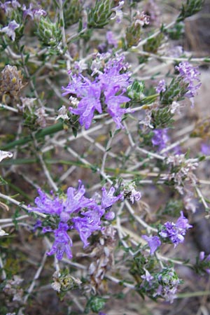 Thymbra capitata \ Kopfiger Thymian / Mediterranean Thyme, GR Euboea (Evia), Karistos 28.8.2014