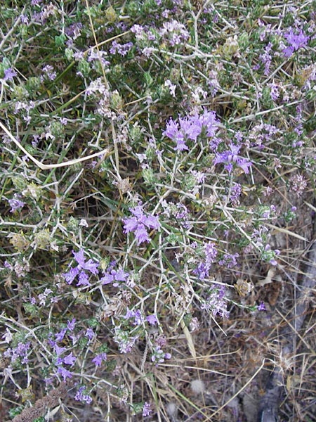 Thymbra capitata \ Kopfiger Thymian / Mediterranean Thyme, GR Euboea (Evia), Karistos 28.8.2014