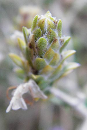 Thymbra capitata \ Kopfiger Thymian / Mediterranean Thyme, GR Euboea (Evia), Karistos 28.8.2014