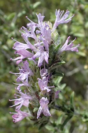 Thymbra capitata \ Kopfiger Thymian / Mediterranean Thyme, GR Peloponnes, Taygetos, Viros - Schlucht / Gorge 25.5.2024