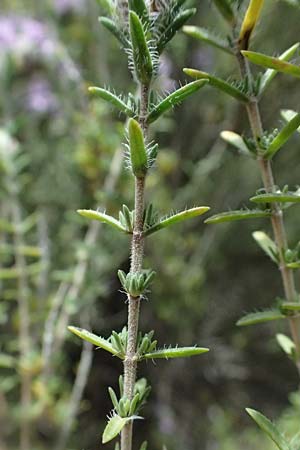 Thymbra capitata \ Kopfiger Thymian / Mediterranean Thyme, GR Peloponnes, Taygetos, Viros - Schlucht / Gorge 25.5.2024