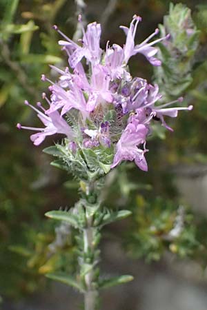 Thymbra capitata \ Kopfiger Thymian / Mediterranean Thyme, GR Peloponnes, Taygetos, Viros - Schlucht / Gorge 25.5.2024