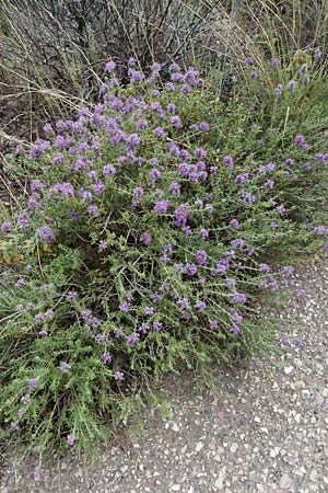 Thymbra capitata \ Kopfiger Thymian / Mediterranean Thyme, GR Peloponnes, Taygetos, Proastio 26.5.2024