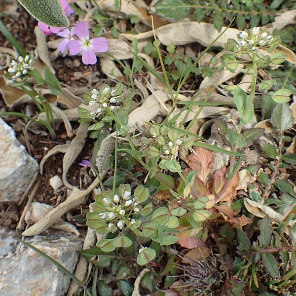 Microthlaspi erraticum \ Schmalsch&ouml;tchen-Hellerkraut / Narrow-Pod Penny-Cress, GR Hymettos 20.3.2019