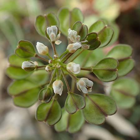 Microthlaspi erraticum \ Schmalsch&ouml;tchen-Hellerkraut / Narrow-Pod Penny-Cress, GR Hymettos 20.3.2019