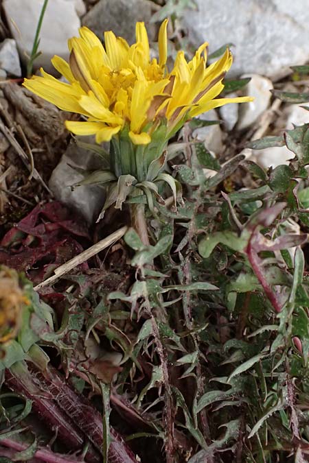 Taraxacum sect. Erythrosperma ? \ Schwielen-Lwenzahn, Heide-Lwenzahn / Lesser Dandelion, GR Peloponnes, Chelmos 18.5.2024