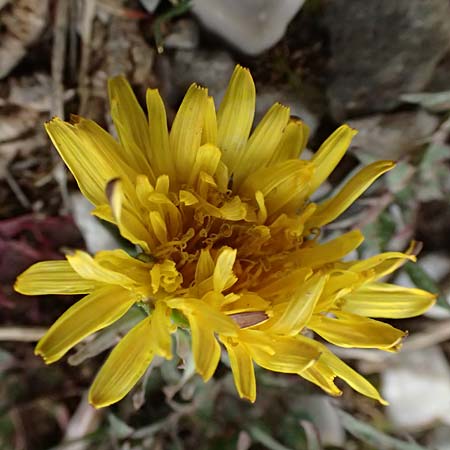 Taraxacum sect. Erythrosperma ? \ Schwielen-Lwenzahn, Heide-Lwenzahn / Lesser Dandelion, GR Peloponnes, Chelmos 18.5.2024