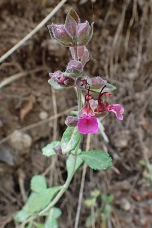 Teucrium chamaedrys \ Edel-Gamander / Wall Germander, GR Peloponnes, Diakopto 20.5.2024
