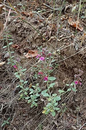 Teucrium chamaedrys \ Edel-Gamander / Wall Germander, GR Peloponnes, Diakopto 20.5.2024