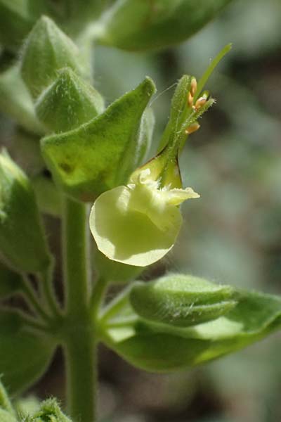Teucrium flavum s.l. \ Gelber Gamander / Yellow Germander, GR Peloponnes, Kalavryta 20.5.2024