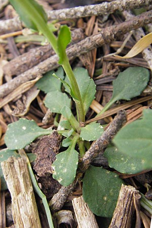 Noccaea graeca \ Griechisches Hellerkraut / Greek Penny-Cress, GR Peloponnes, Kosmas 31.3.2013