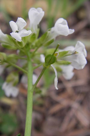 Noccaea graeca \ Griechisches Hellerkraut / Greek Penny-Cress, GR Peloponnes, Kosmas 31.3.2013