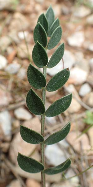 Astragalus spruneri \ Spruners Tragant / Spruner's Milk-Vetch, GR Athen, Mount Egaleo 10.4.2019