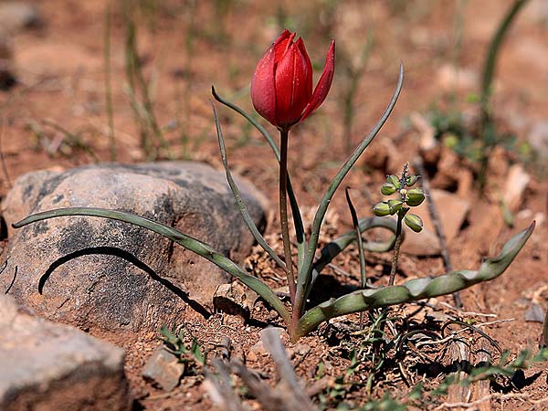 Tulipa goulimyi \ Goulimys Tulpe / Goulimy's Tulip, GR Apidea 29.3.2018 (Photo: Uwe & Katja Grabner)