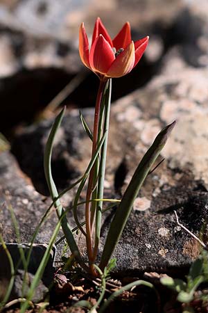 Tulipa goulimyi \ Goulimys Tulpe / Goulimy's Tulip, GR Apidea 29.3.2018 (Photo: Uwe & Katja Grabner)