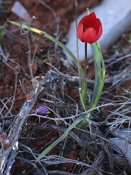 Tulipa goulimyi \ Goulimys Tulpe / Goulimy's Tulip, GR Fokiano 3.4.2018 (Photo: Uwe & Katja Grabner)