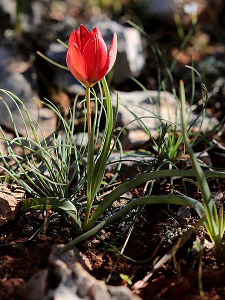 Tulipa goulimyi \ Goulimys Tulpe / Goulimy's Tulip, GR Fokiano 3.4.2018 (Photo: Uwe & Katja Grabner)